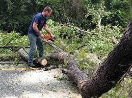 How Our Tree Care Process Works  in  Nesquehoning, PA
