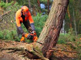 Best Root Management and Removal  in Nesquehoning, PA