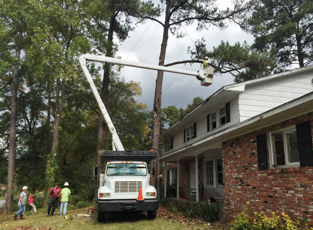Tree and Shrub Care in Nesquehoning, PA