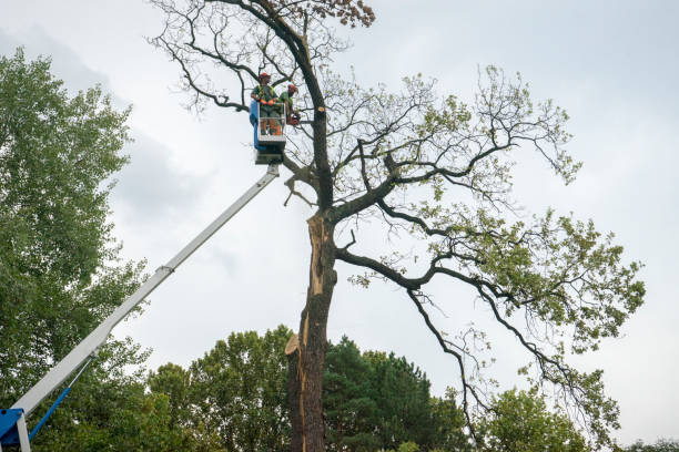 Best Hazardous Tree Removal  in Nesquehoning, PA