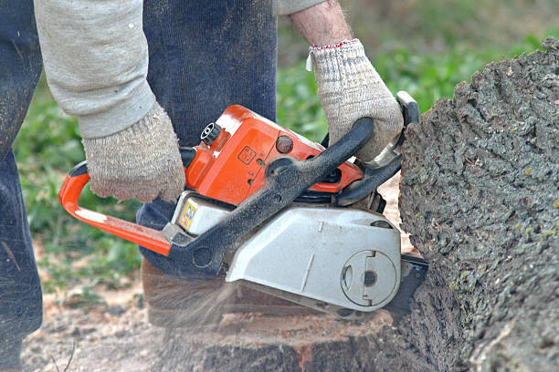Best Aeration Services  in Nesquehoning, PA