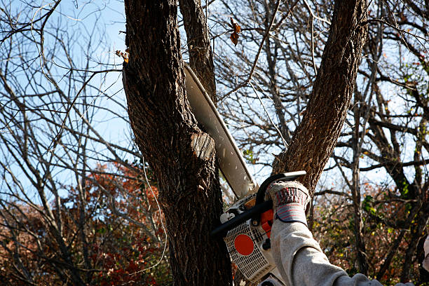 Best Seasonal Cleanup (Spring/Fall)  in Nesquehoning, PA