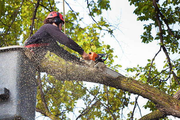 Best Stump Grinding and Removal  in Nesquehoning, PA