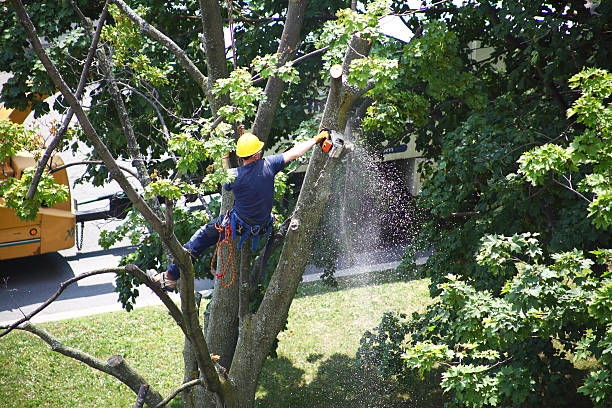 Best Tree Health Inspection  in Nesquehoning, PA