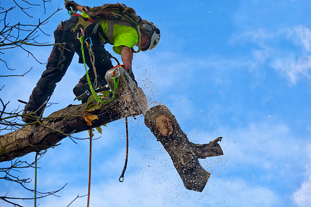 Best Weed Control  in Nesquehoning, PA